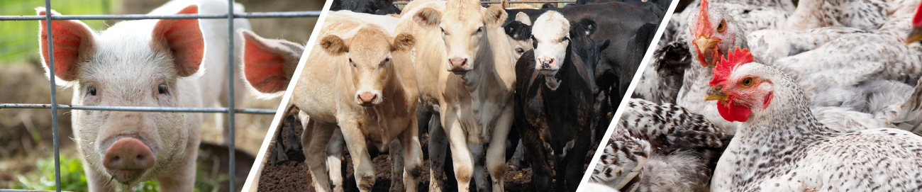 Pigs, cows, and chickens in feeding operations